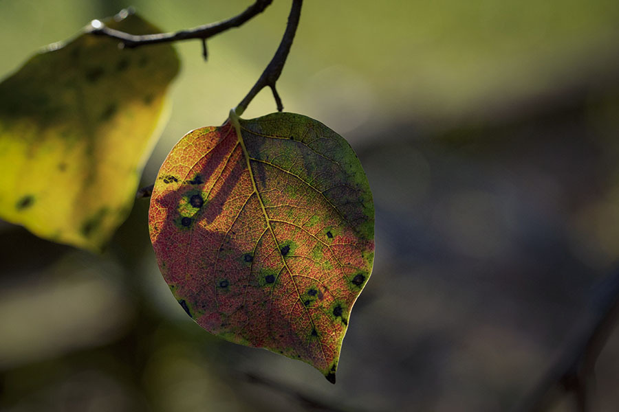 DSC00030.　移ろいの侘び