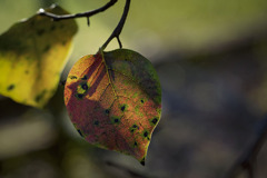 DSC00030.　移ろいの侘び