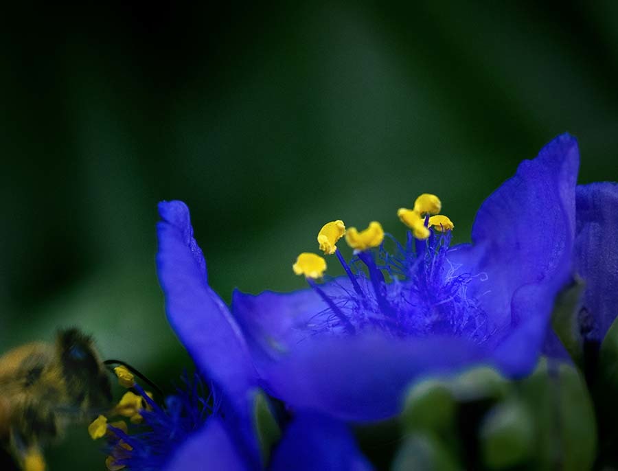 DSC02431.紫と蜂 (再構築)