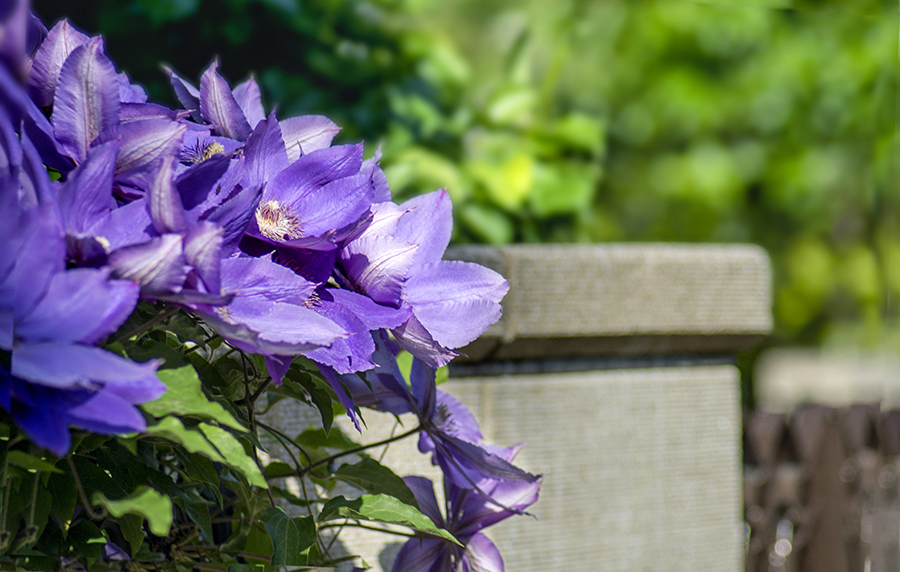 DSC06161 横丁のクレマチス
