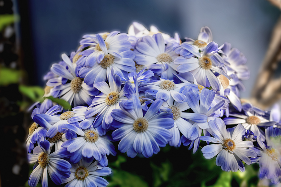 DSC05094.-1 勲章菊