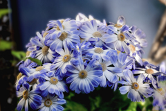 DSC05094.-1 勲章菊