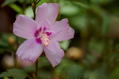 DSC06397. ムクゲの花