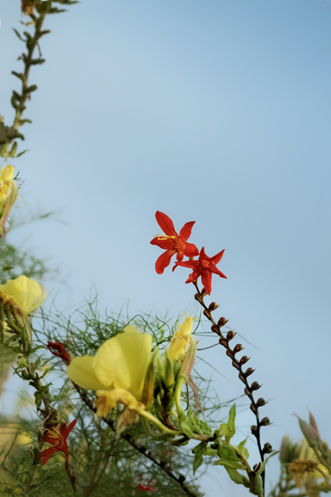 DSC09151. 大空のカンバス