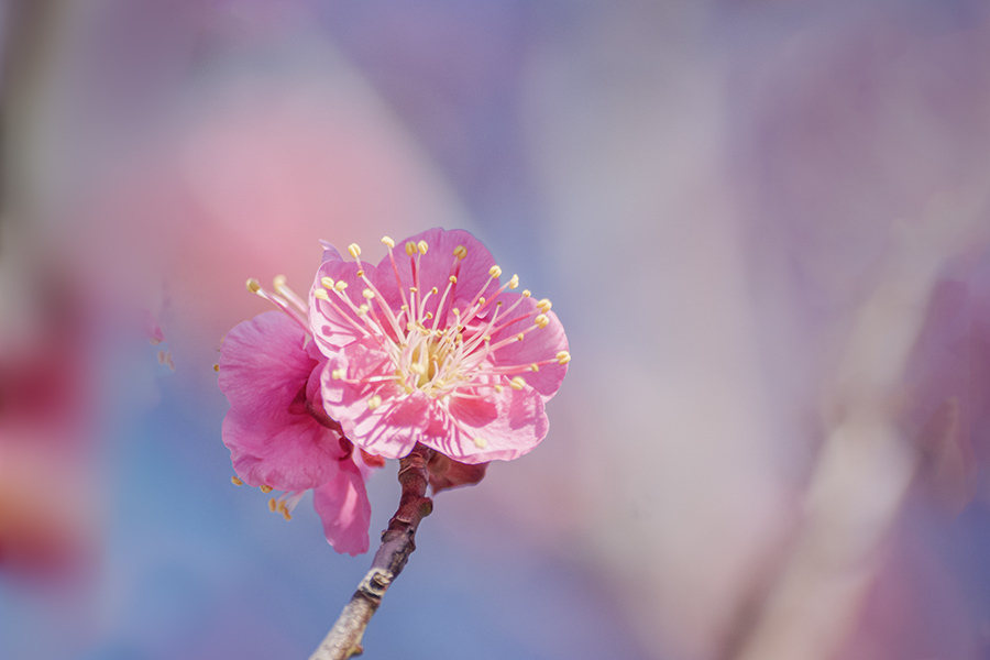 DSC09623. 小枝は芽ぐむ