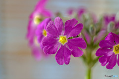 DSC05654-サクラソウ