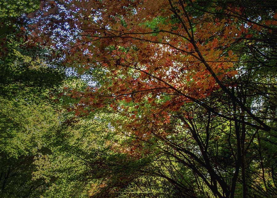 DSC05582. 紅葉 平林寺にて