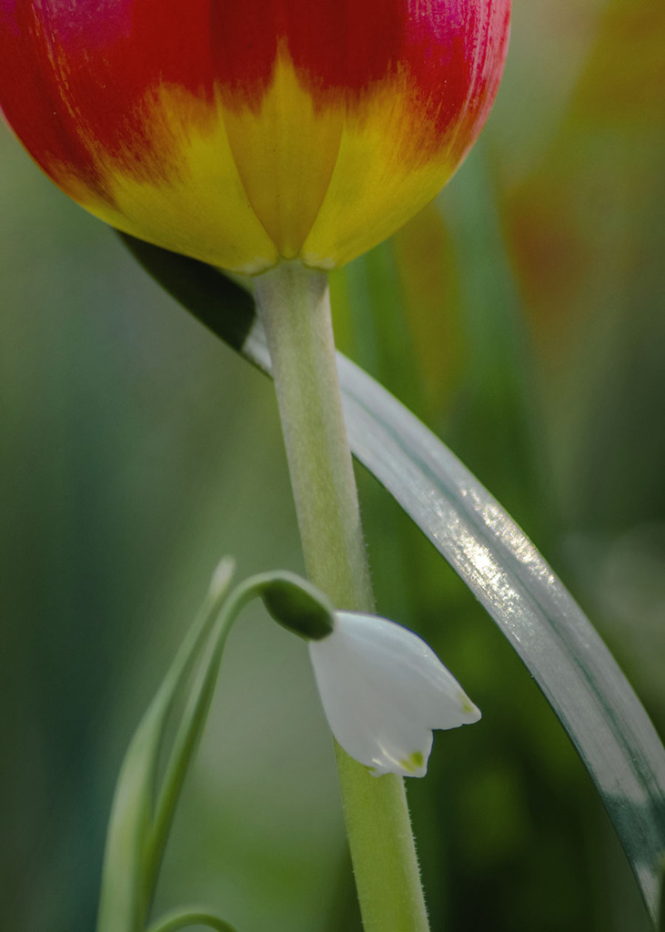 DSC02185  振り向けばお洒落な花たちが居た
