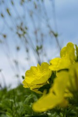 DSC08883. 丘の月見草