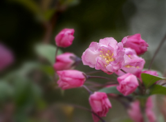 DSC05619  満天星つつじ咲く候