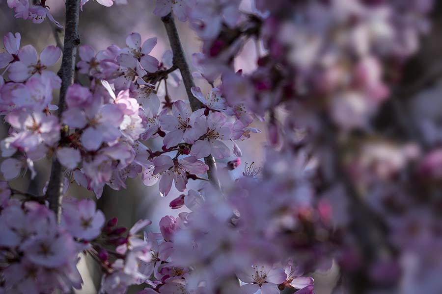DSC02453 桜の季節来る