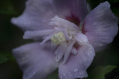DSC03543 粋な木槿