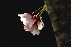 DSC02647 桜の幹から咲いた三姉妹