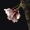 DSC02647 桜の幹から咲いた三姉妹