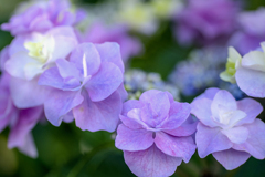 DSC02830 　まるで紫陽花のレイ