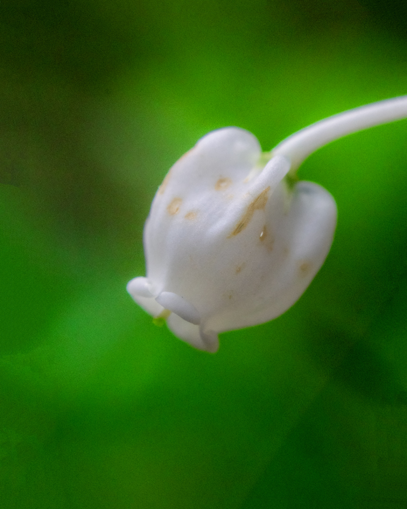 DSC01284. 一人の満天星つつじ
