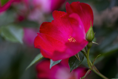 DSC06385 赤い花