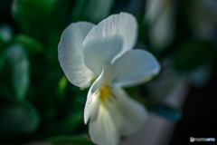 DSC05954-ビオラすみれ