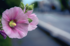 DSC06326. 花陰の道