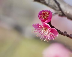 枝の春　DSC02600