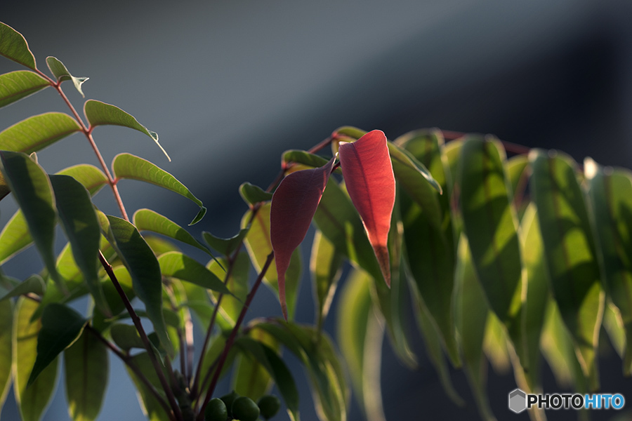 DSC07871 朝陽燦燦
