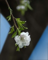 DSC00981 白い花が咲いていた