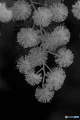 DSC03435-ミモザ-6