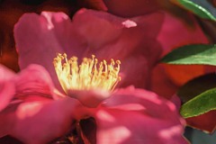 DSC09890. 木漏れ日の山茶花