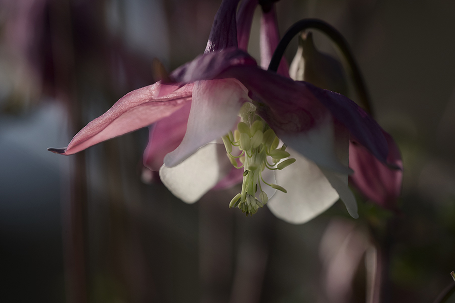 DSC07298 花のシャンデリア