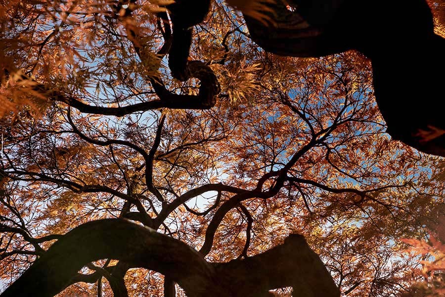 仰ぐ紅葉　DSC06145