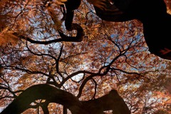 仰ぐ紅葉　DSC06145