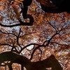 仰ぐ紅葉　DSC06145