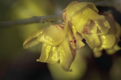 DSC01675　冬の陽に光る蝋梅