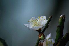 DSC00193. うらうら光る