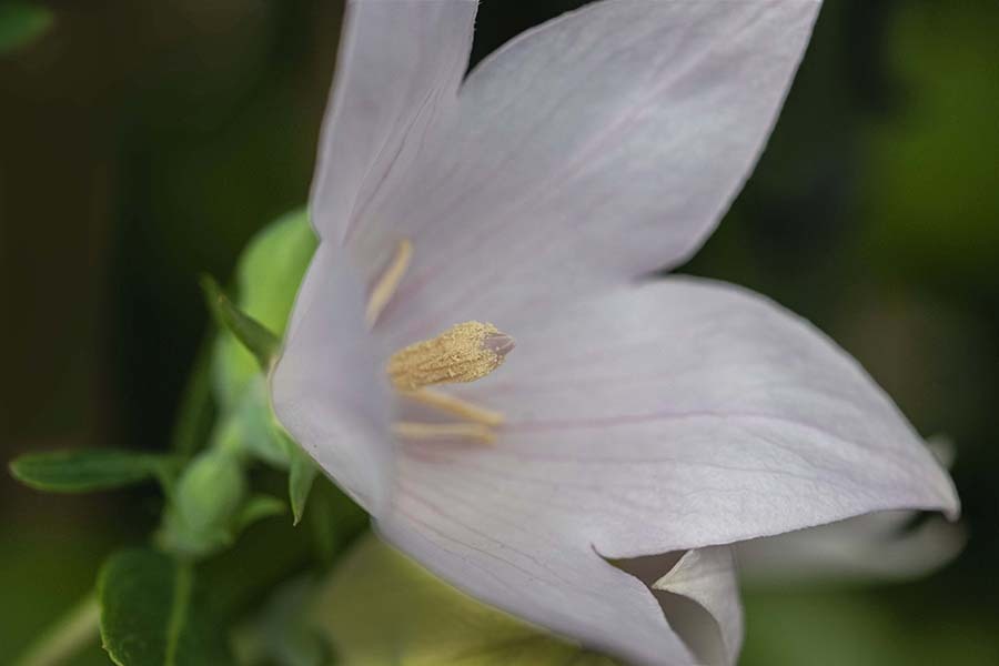 DSC07559. 白桔梗-1