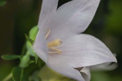 DSC07559. 白桔梗-1