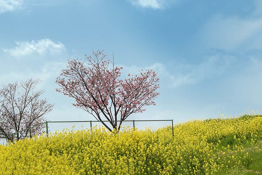 DSC00880. 江戸川土手の春もよう