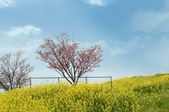 DSC00880. 江戸川土手の春もよう