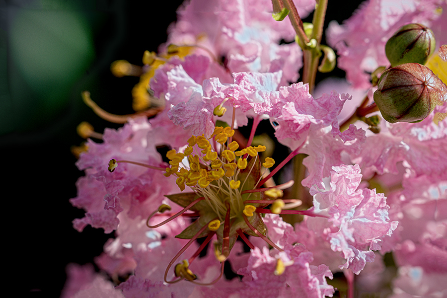 DSC09862. 百日紅の木蔭にて