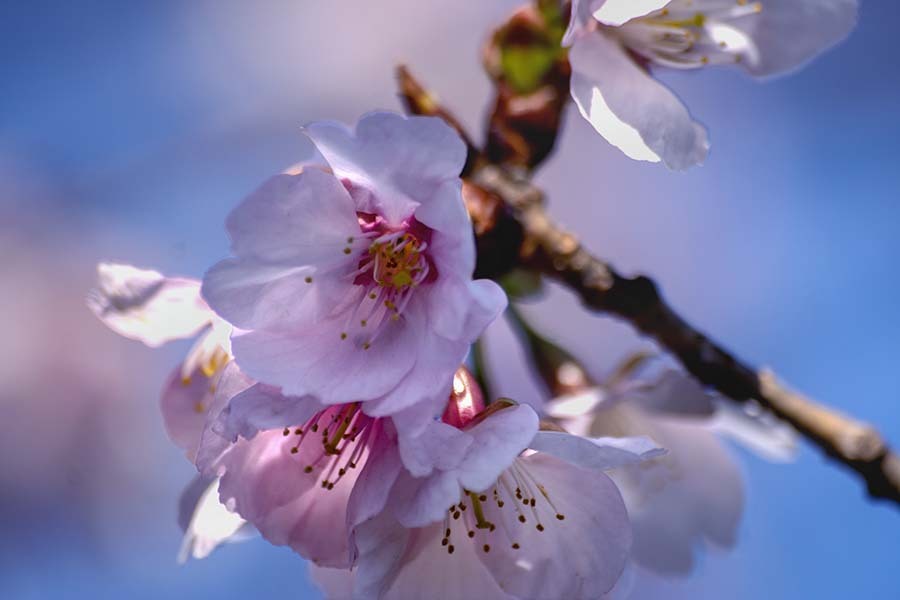 DSC07584 花は季節を忘れない
