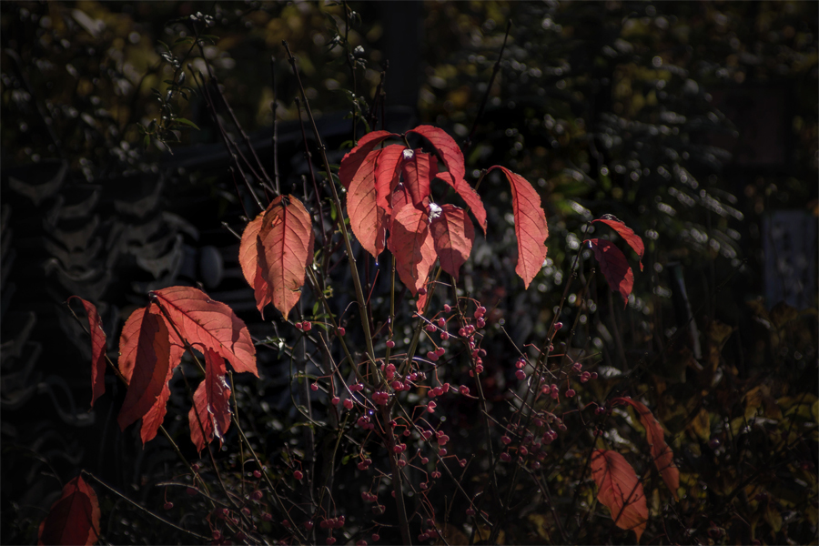DSC01082. 紅葉たちも語らう？ jpg