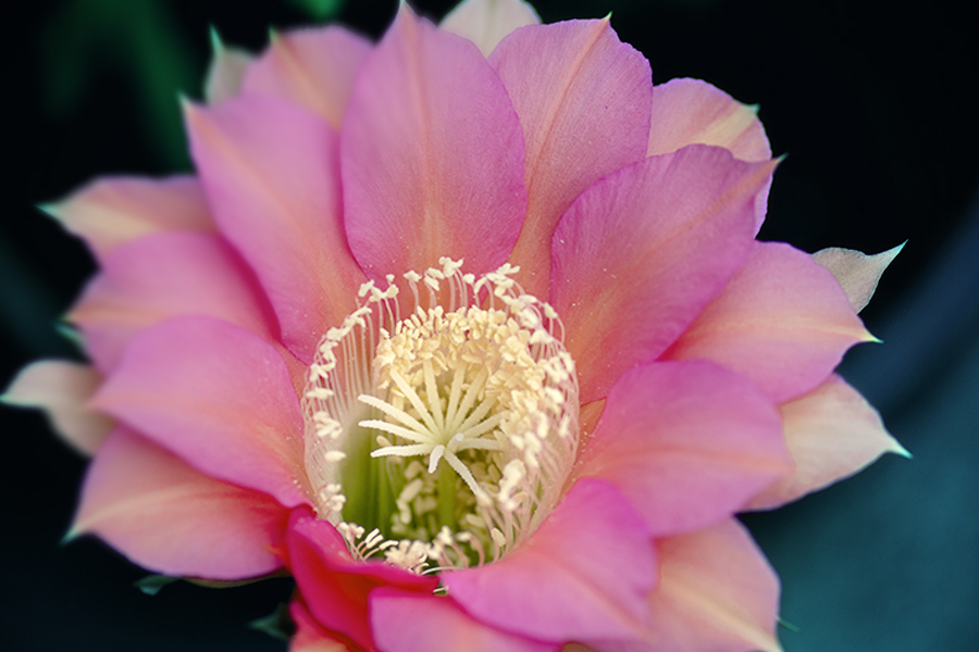 DSC08872. 花祭りの氏子たち