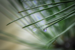 DSC09745. 雨上がる