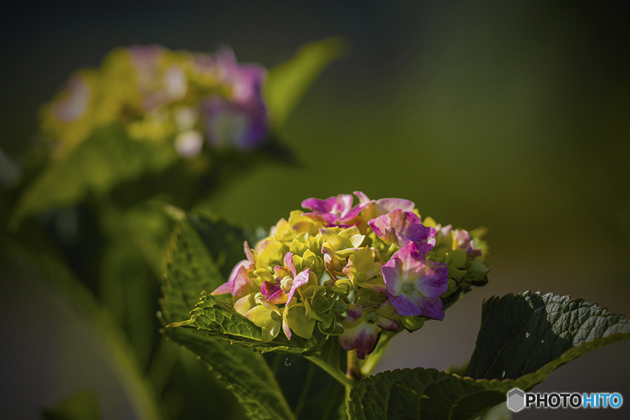 DSC06453 紫陽花十三番