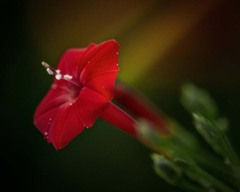 DSC09161. 赤い花