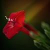 DSC09161. 赤い花