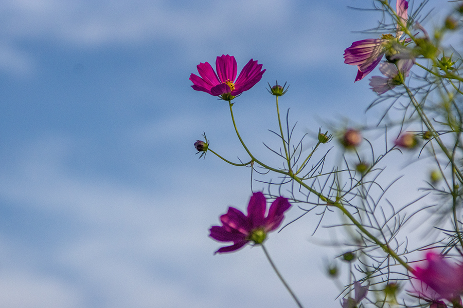 DSC03456　鯖雲とコスモス