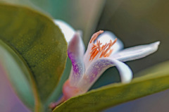 DSC05715  レモンの花.