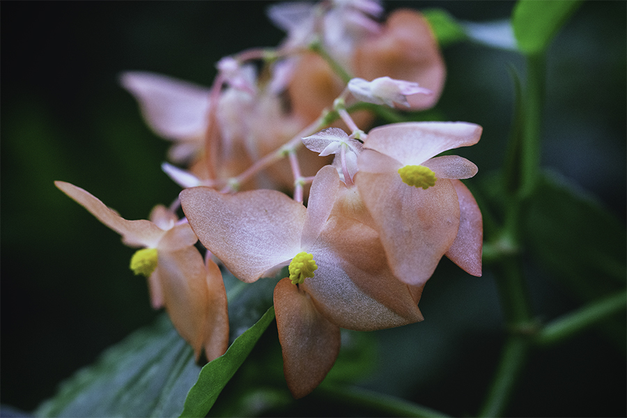 DSC01590 花も語らう？