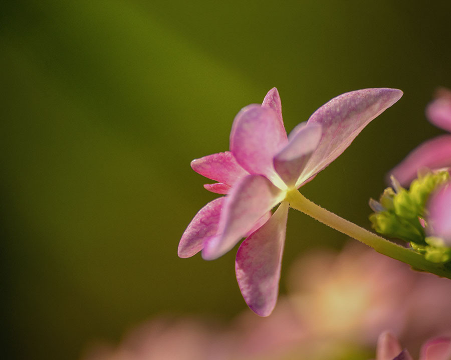 DSC05401 花ビラに光